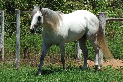 ROYAL CHARM SLN
